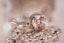 Australian Diamond Brokers - Buying an Engagement Ring