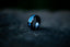 A blue and black ring on a rocky surface
