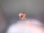 0.19ct 2PR Oval