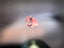 0.19ct 5P Pear
