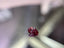 0.25ct 3P SI1 PEAR