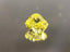 0.55ct Fancy Vivid Yellow Radiant